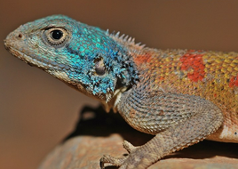 Agamaimpalearis