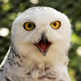 Snowyowl