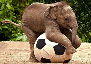 Elefante asiatico 6