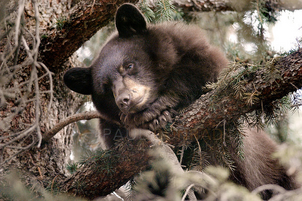 Oso negro 25.png