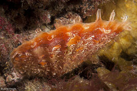 Pinna rudis003