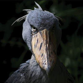 Ashoebill