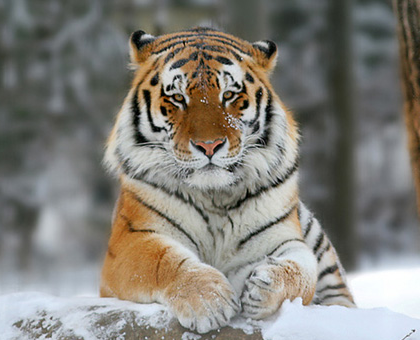 Tigre Siberiano Wiki Reino Animalia Fandom