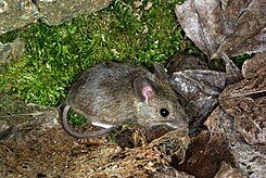 245px-Apodemus sylvaticus 03 by-dpc.jpg
