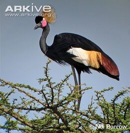 Black-crowned-crane-standing-on-branch