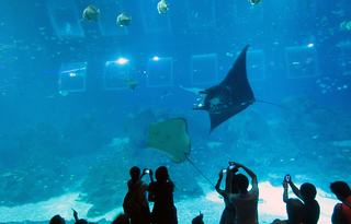 Mantaraya 6.png