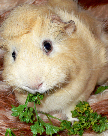 Conejillo De Indias Wiki Reino Animalia Fandom