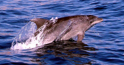 Delfin-mular-tursiops-truncatus-01