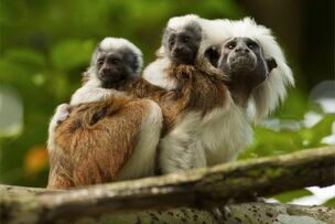 Cotton-top-tamarin-saguinus-oedipus 5