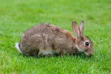 European Rabbit, Lake District, UK - August 2011