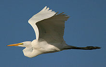220px-Ardea-alba-001.jpg