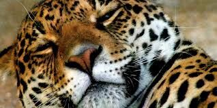 Jaguar durmiendo.jpg