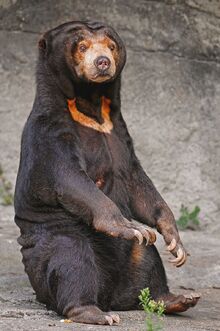 Sitting sun bear