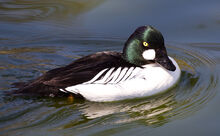 1024px-Goldeneye (8678659792)