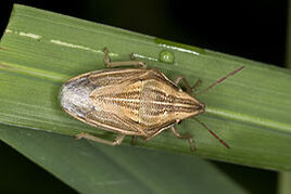 270px-Aelia.acuminata.7330