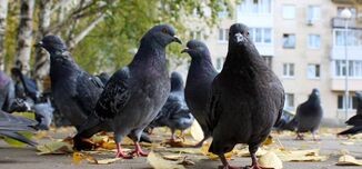 Palomas en la ciudad.jpg