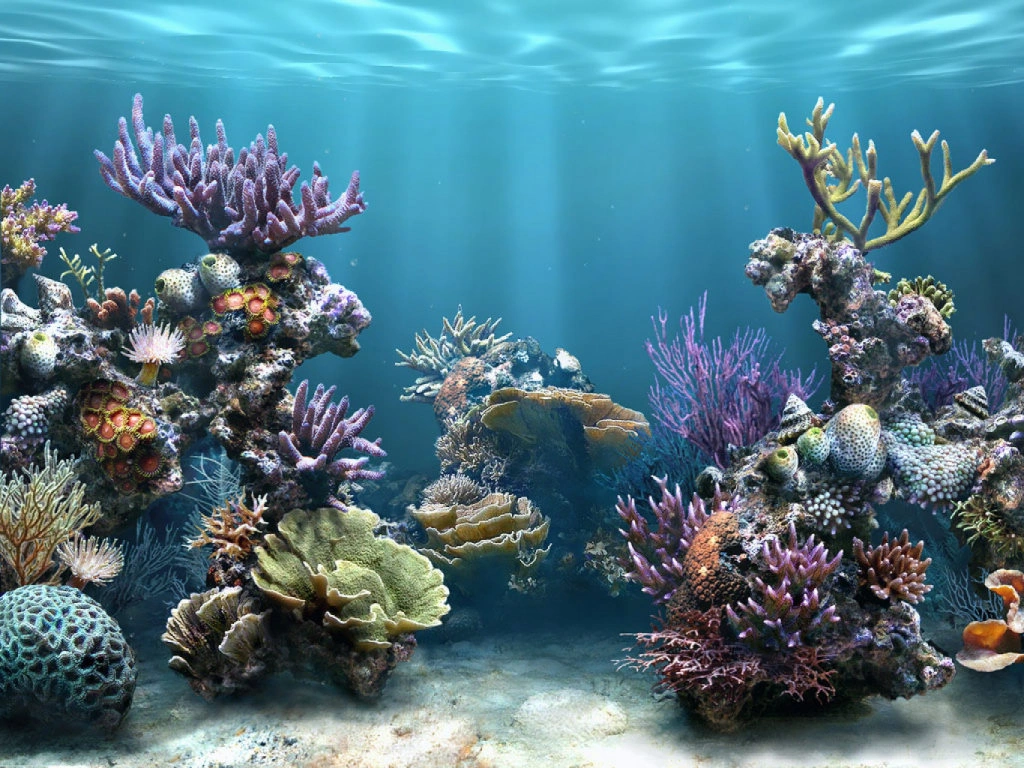 Arrecife de Coral | Wiki Reino Animalia | Fandom, image size:1024x768