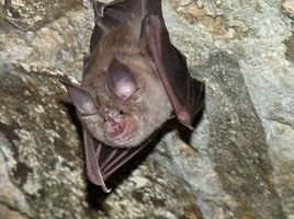 Ratpenat-mediterrani-rhinolophus-euryale