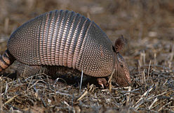 248px-Dasypus novemcinctus.jpg