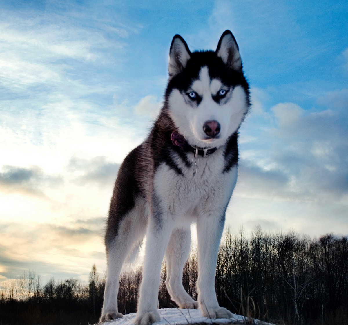 Husky Siberiano | Wiki Reino Animalia | Fandom