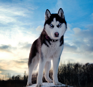 Husky siberiano 20