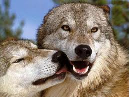 Lobo Gris | Wiki Reino Animalia | Fandom Lobo Gris | Wiki Reino Animalia | Fandom