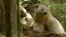 Oso-Kermode-1