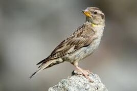 Petronia petronia