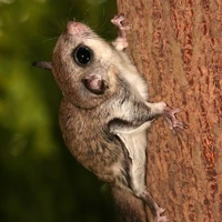 Ardilla Voladora Enana Japonesa Wiki Reino Animalia Fandom