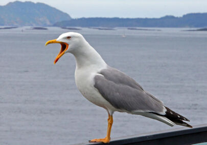 Gaviota