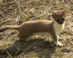 Mustela erminea