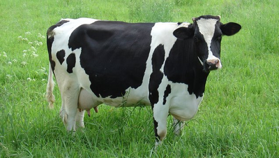 Vaca 10