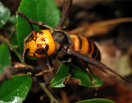 Avispon asiatico gigante 1