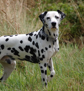 Dalmata