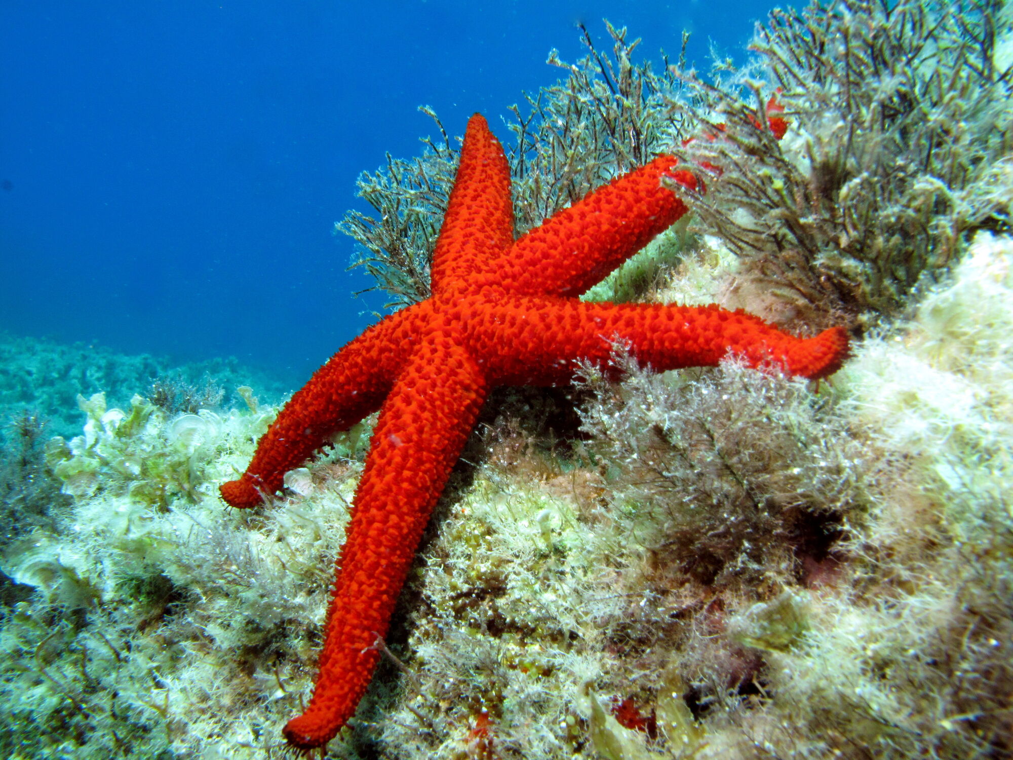 Tipps Vergangenheit Ähnelt imágenes de estrella de mar Attentäter Pasta ...