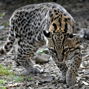 Ocelote