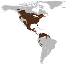 250px-Odocoileus virginianus map.svg
