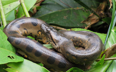 Anaconda verde 3