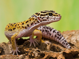 Gecko Leopardo