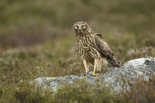 Hen-harrier-circus-cyaneus-adult-female-perched-15362333.jpg
