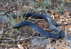 Serpiente indigo