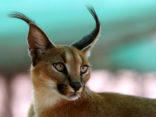 Caracal 4