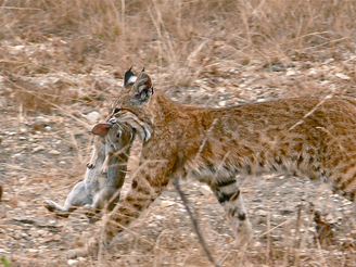 Lince rojo 4
