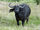 Búfalo Africano Negro