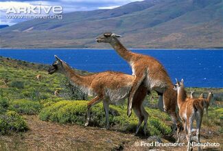 Guanacos-mating-the-female-comes-into-heat-soon-after-giving-birth