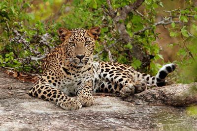 Leopardo 2.png