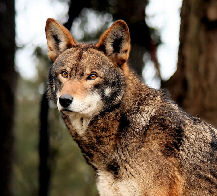 Lobo Rojo | Wiki Reino Animalia | Fandom