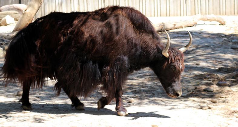 Yak | Wiki Reino Animalia | Fandom Yak | Wiki Reino Animalia | Fandom