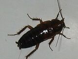 Cucaracha Negra