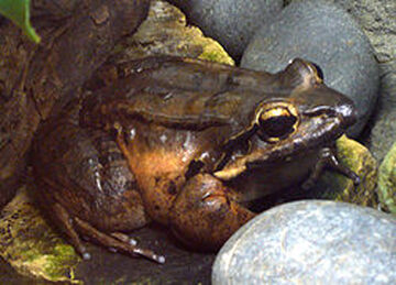 Rana gigante de la isla de Montserrat | Wiki Reino Animalia | Fandom